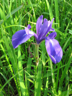 画像:カキツバタ