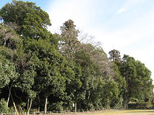 画像:玉敷神社の社叢林