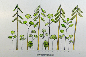 画像：シラカシ林植生図