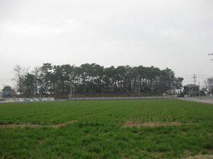 画像:埼玉県指定天然記念物 中川低地の河畔砂丘群 志多見砂丘