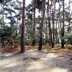 画像:埼玉県指定天然記念物 中川低地の河畔砂丘群 志多見砂丘