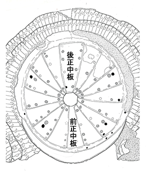 前正中板・後正中板